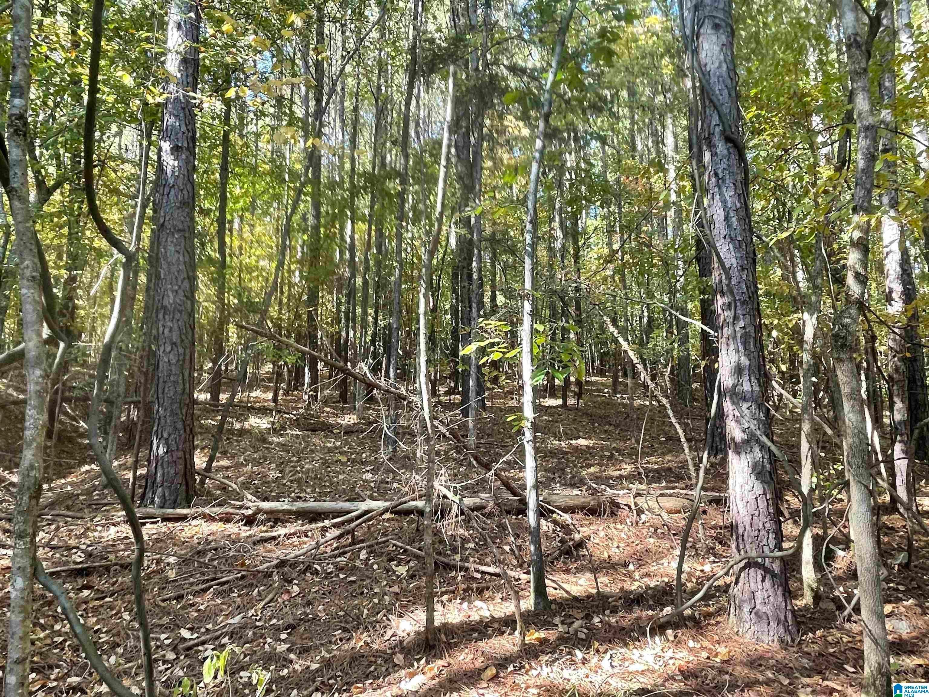 Lot #2 HIGHWAY 75 2