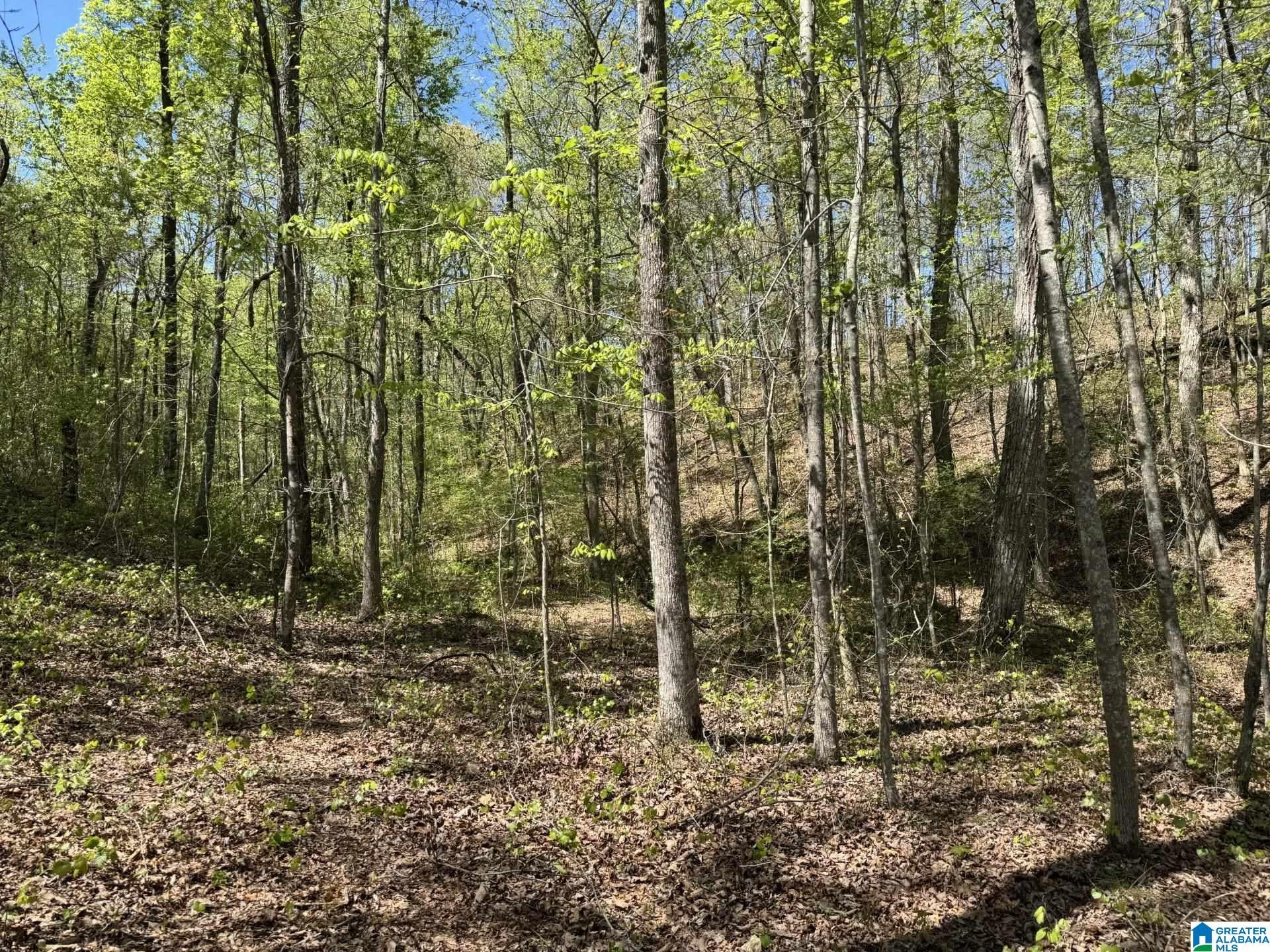 Tract 6 COUNTY ROAD 268 6