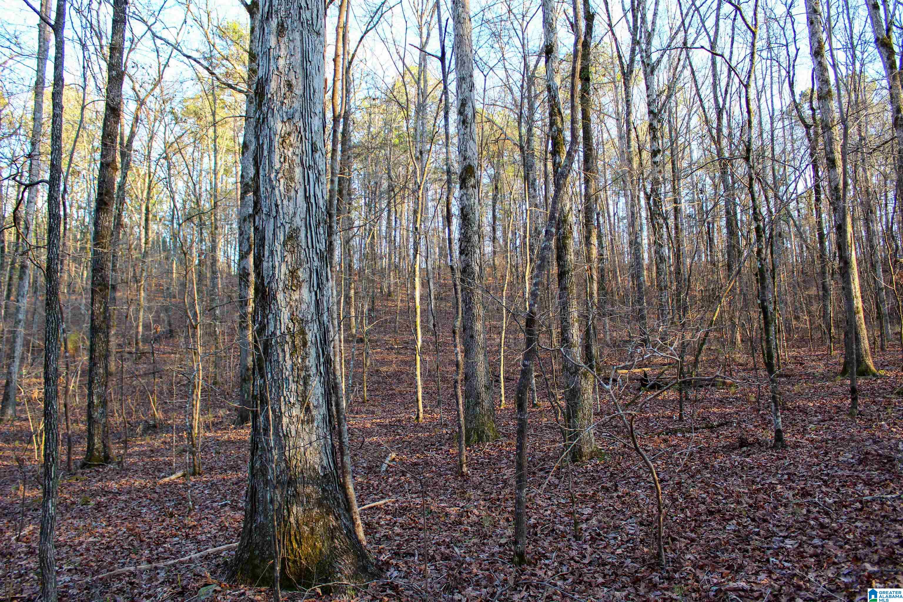 0 INDIAN GAP TRAIL 0