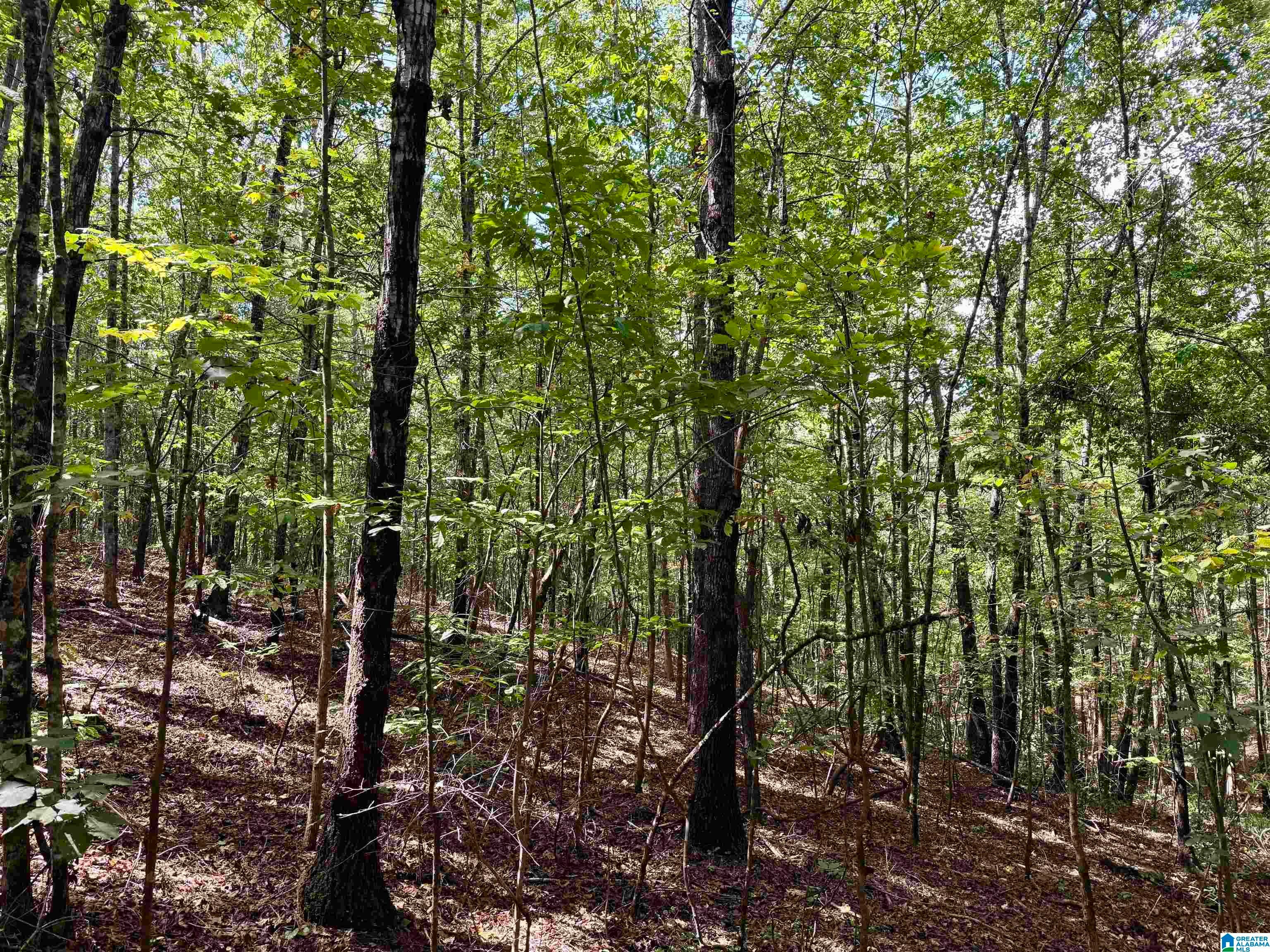 LANE BRANCH ROAD 11.74 Acres