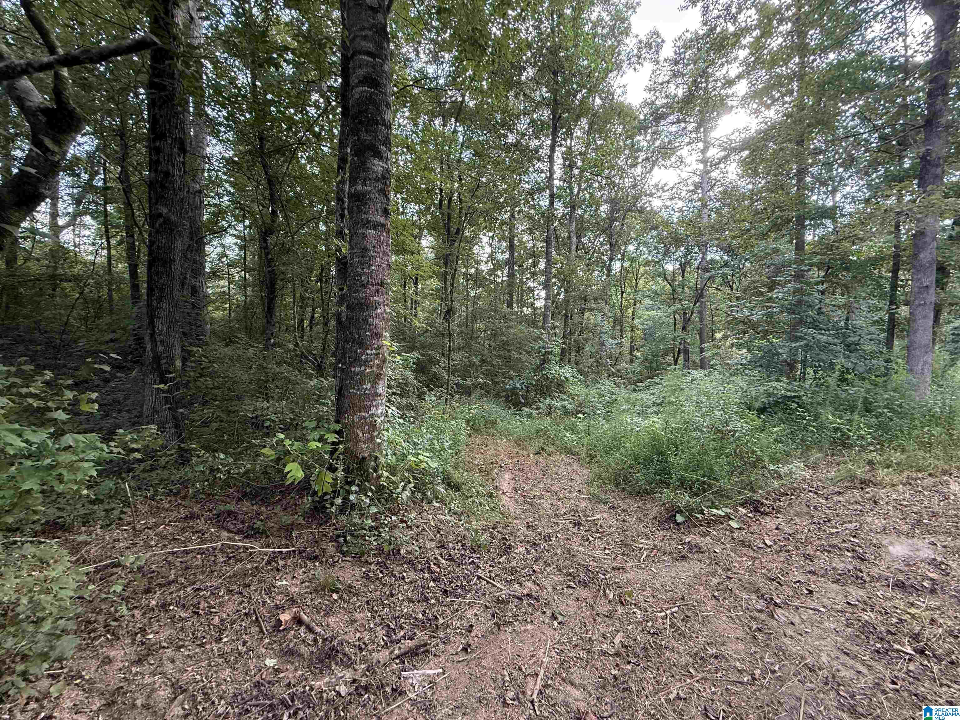 0.66AC COUNTY ROAD 1606 0