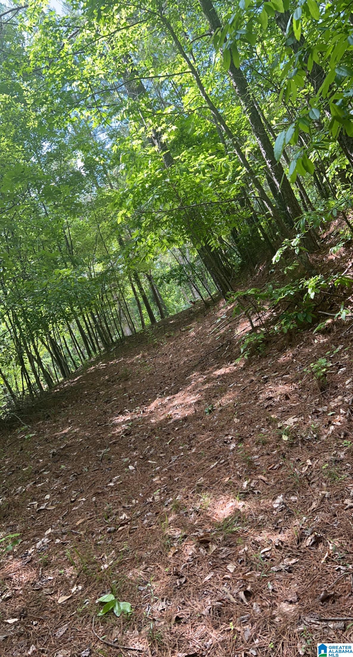 DEER DRIVE 64