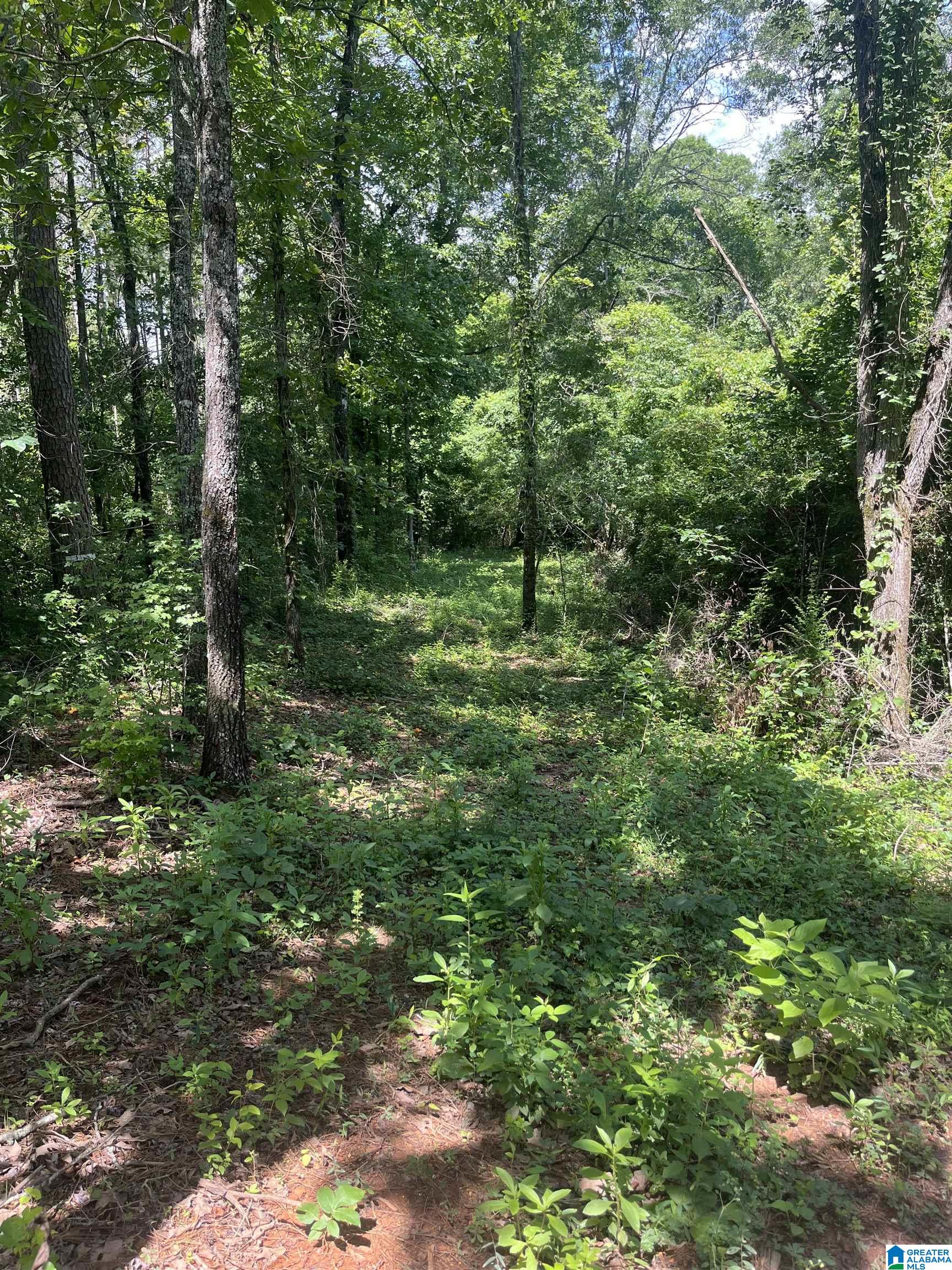 Photo 1 of 7 — 385 CARR ROAD none, ALPINE, AL 35014