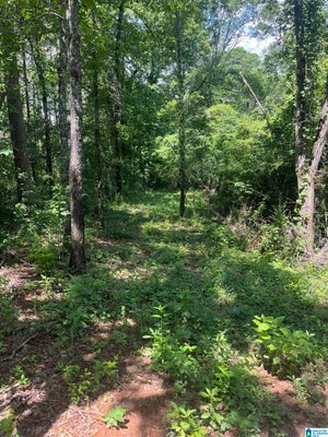 385 CARR RD # NONE, ALPINE, AL 35014 - Image 3ccf7aba7cb373f65863c012ebdcbb25/804175822