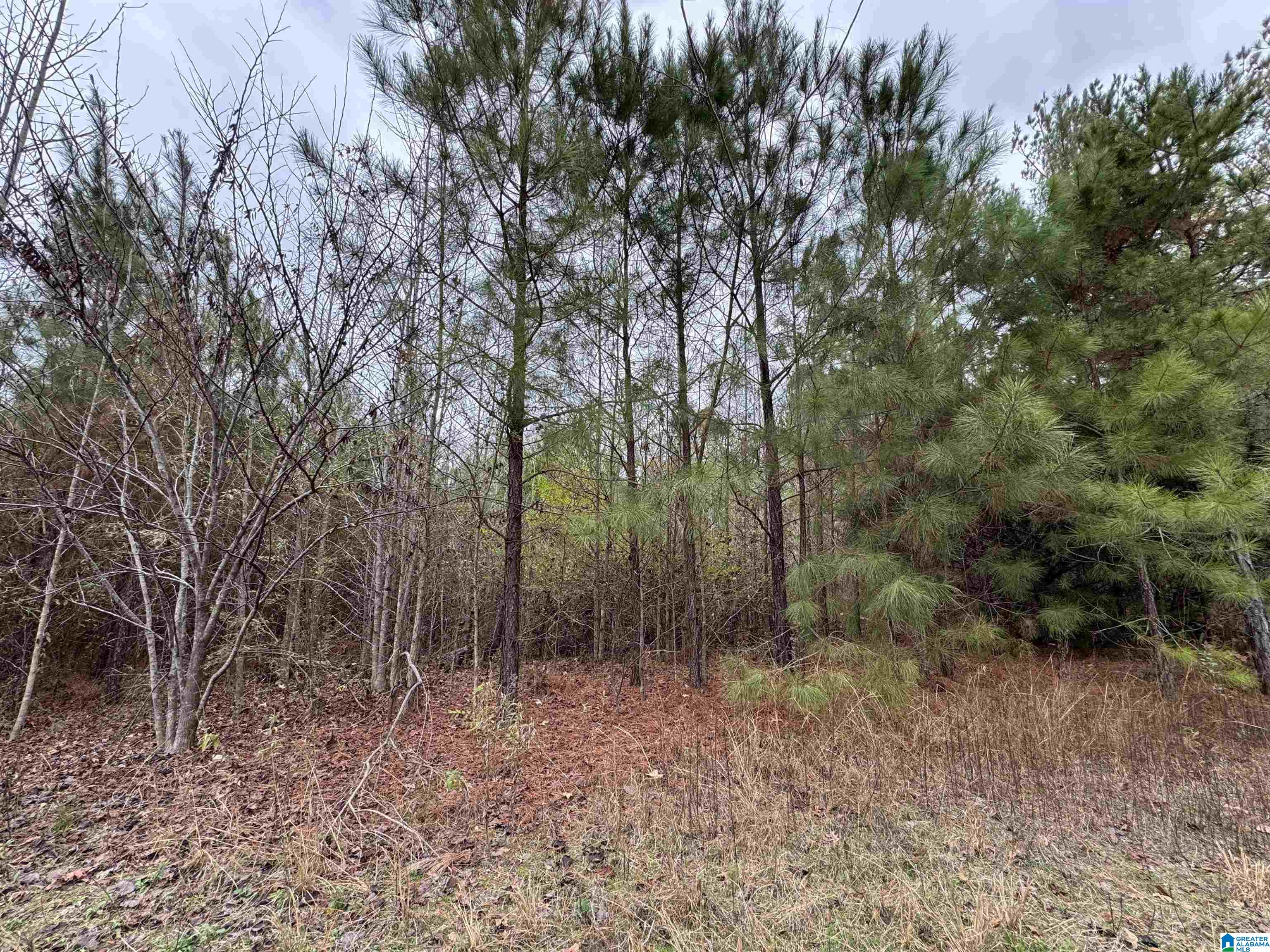 1830 PINE TREE ROAD 0