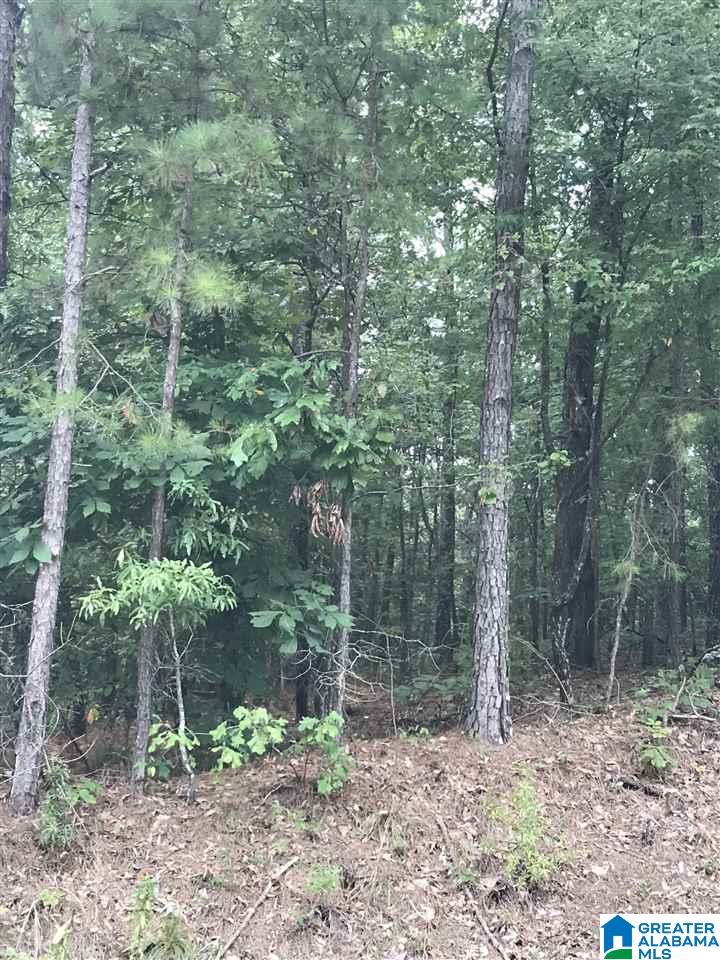 Photo 1 of 1 — 0 HIGHWAY 191 35, ALPINE, AL 35014