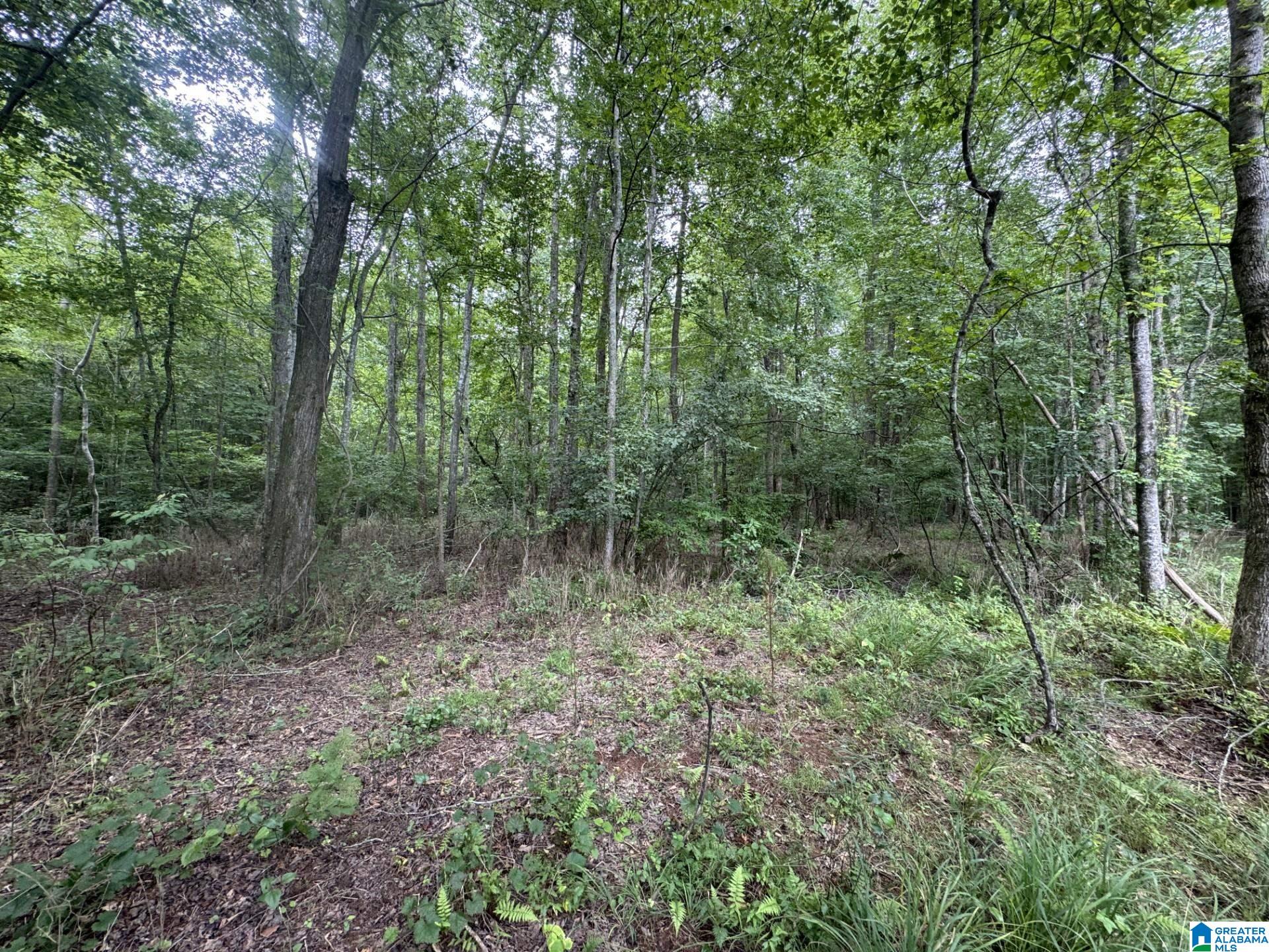 COUNTY ROAD 639 33 Ac
