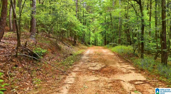367 MAGNOLIA LN, PELL CITY, AL 35128 - Image 4ca843ea4a45b41b6e0e07bca4ed4a8d/3145457315