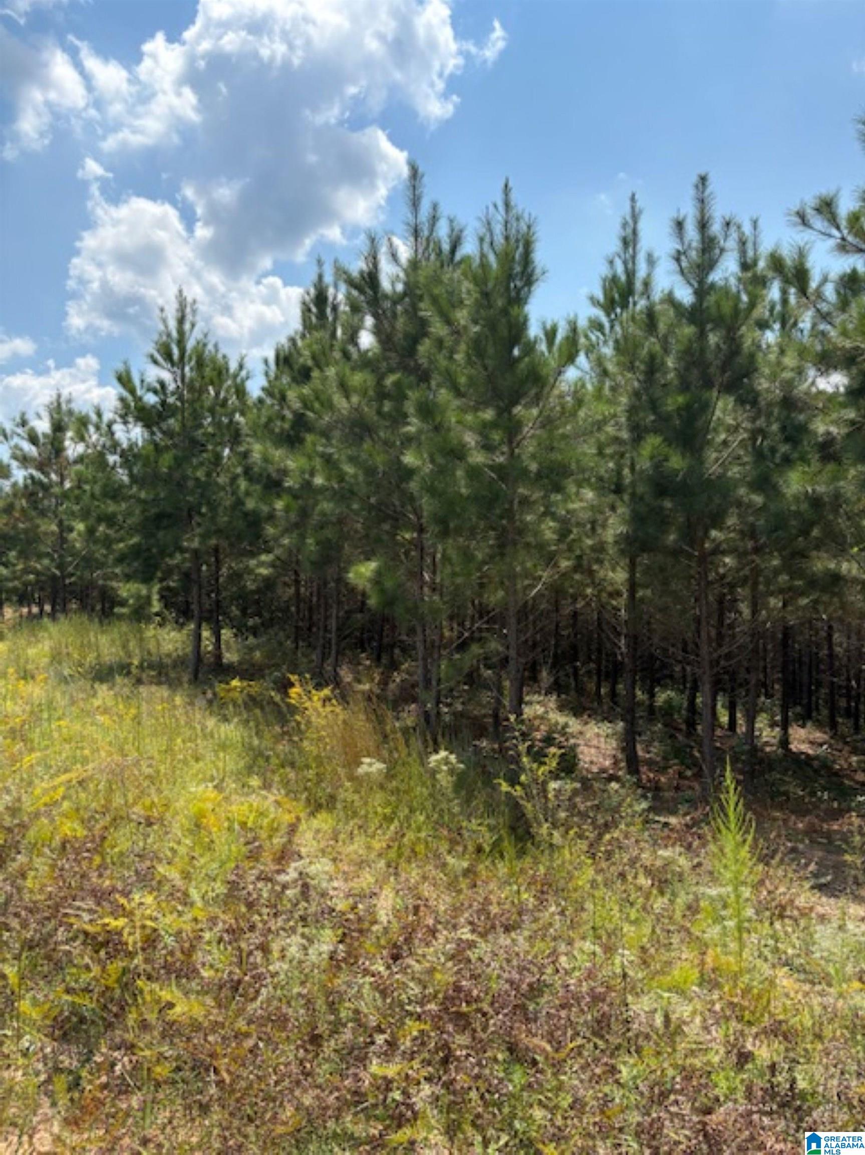 COUNTY ROAD 472 4 - Photo 3