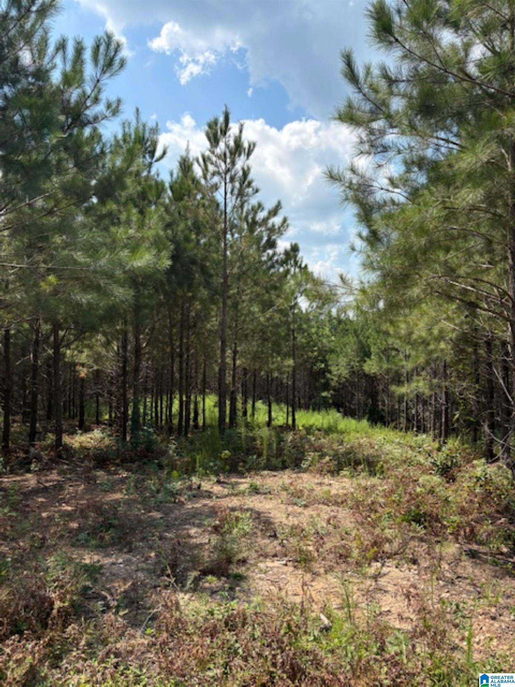 COUNTY ROAD 472 4 - Photo 4