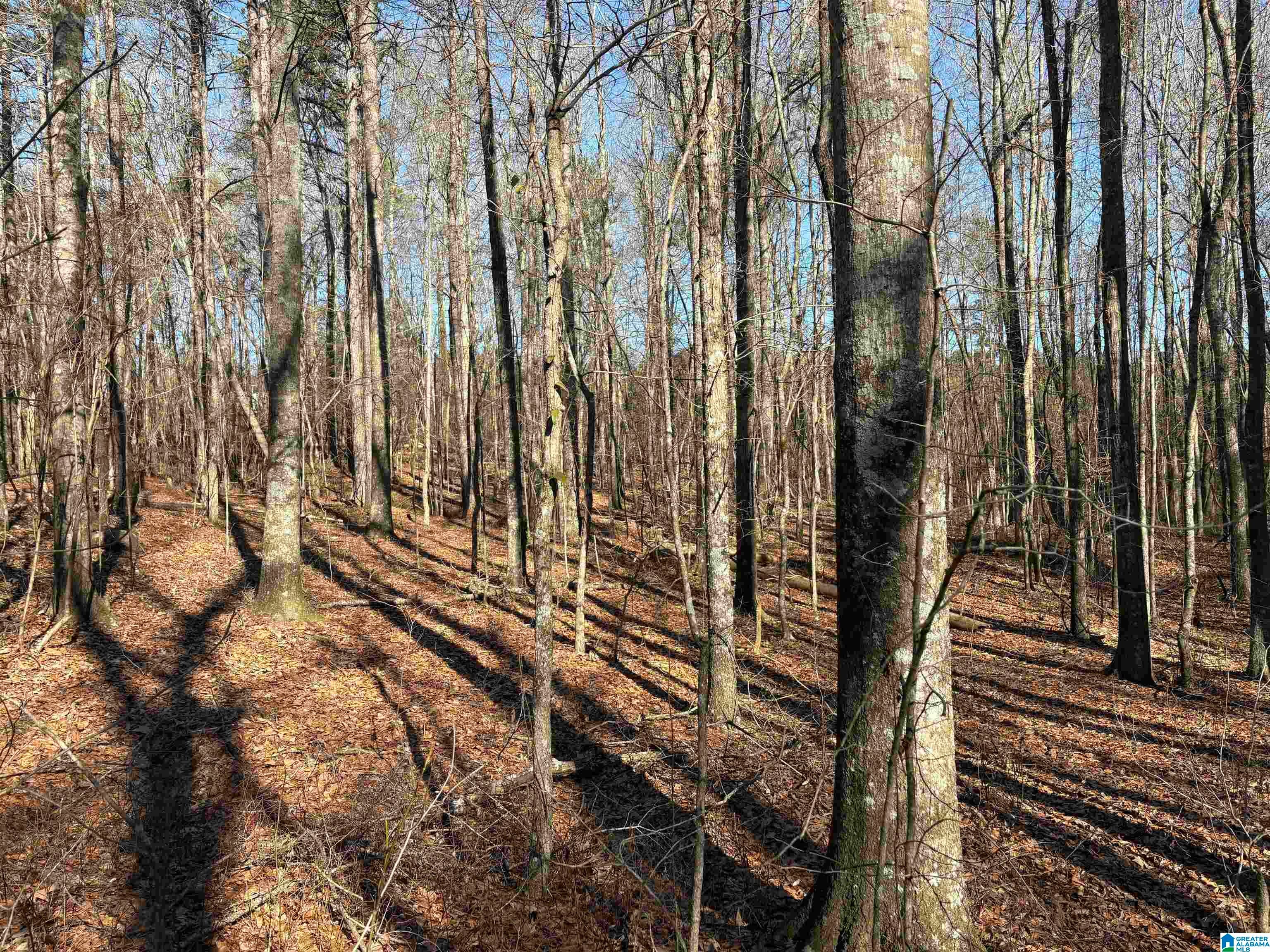 24+/- Acres COUNTY ROAD 71 1