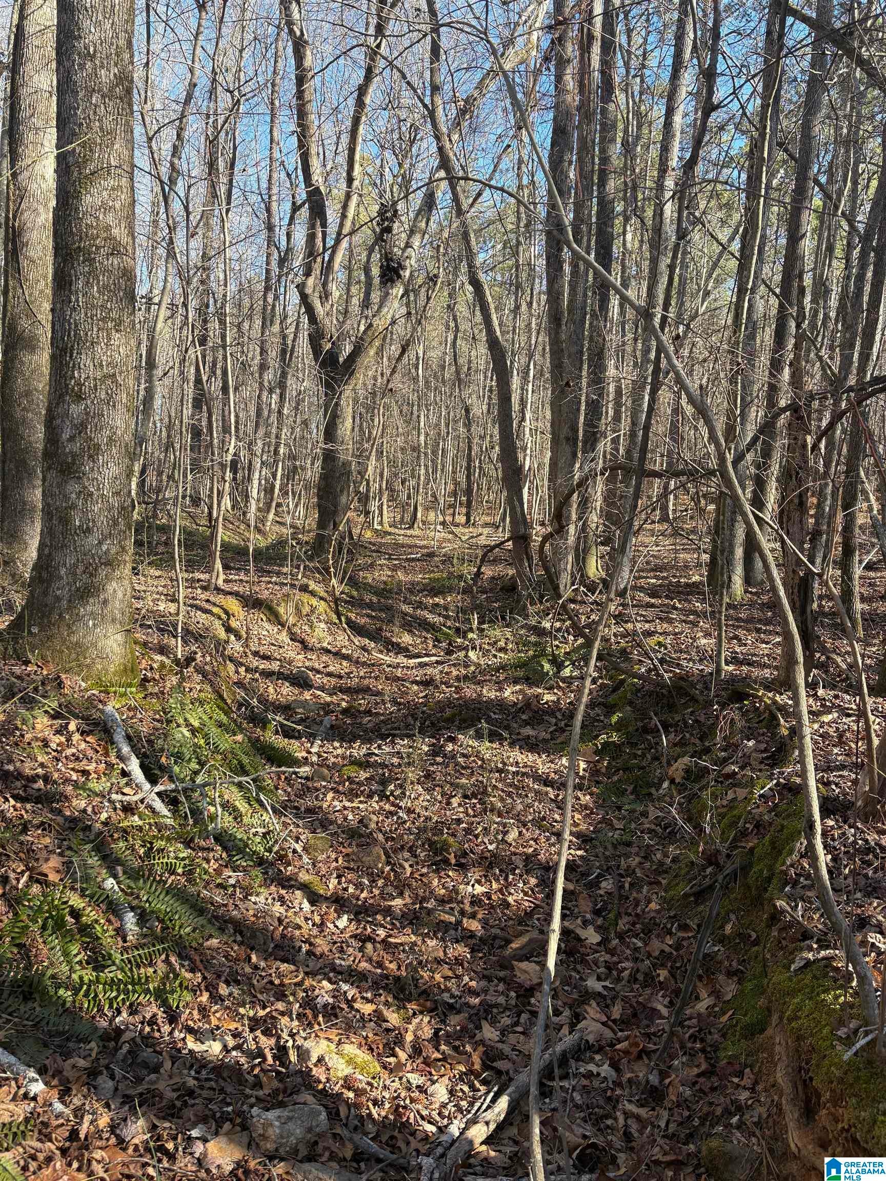24+/- Acres COUNTY ROAD 71 1