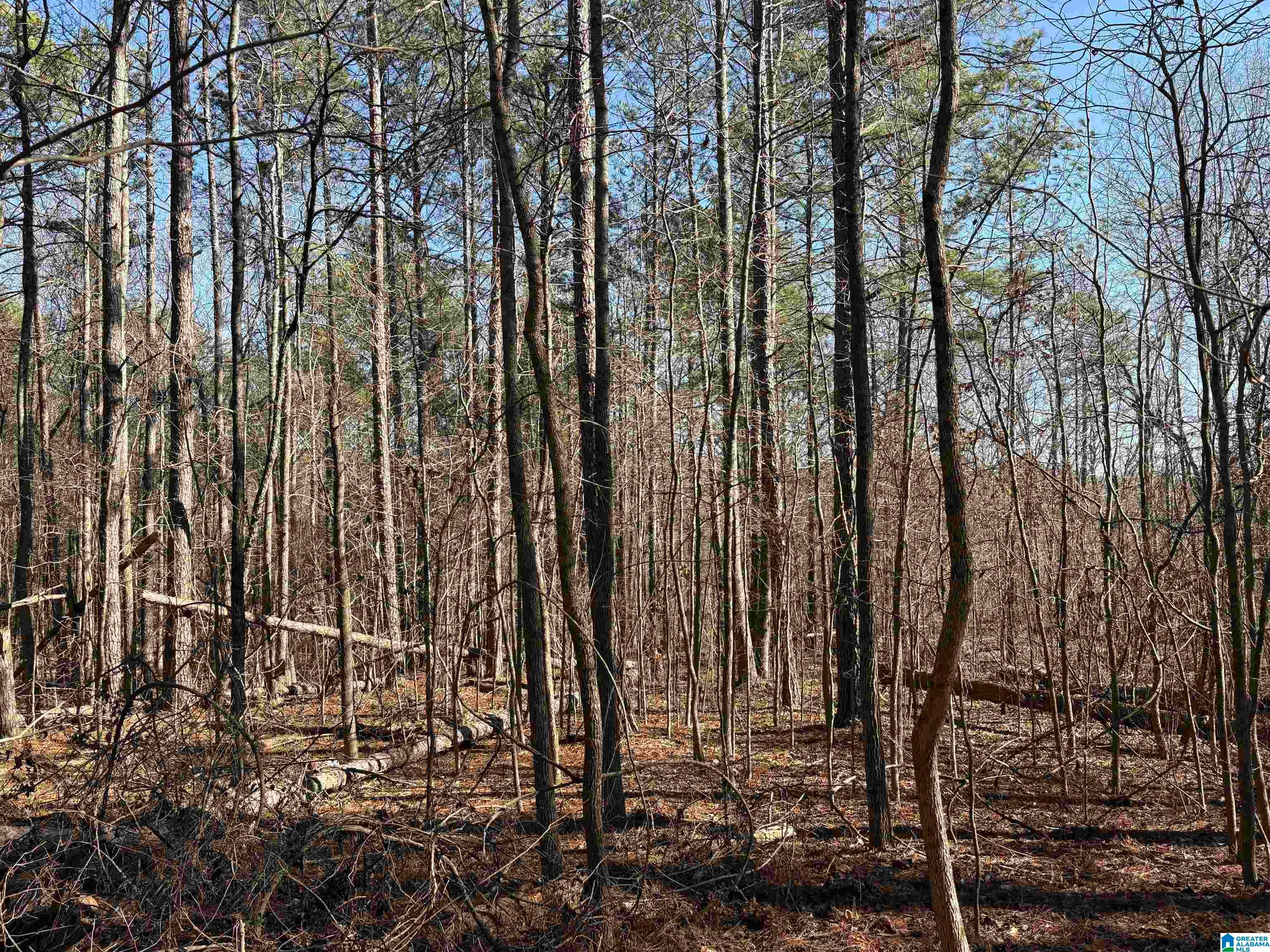 24+/- Acres COUNTY ROAD 71 1