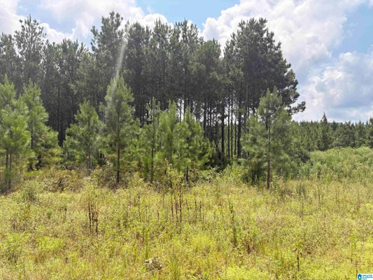 35 QUEEN DR, COLUMBIANA, AL 35051 - Image 9686daf04cf3cdeb6e23cdf1e97c98cd/2269109044