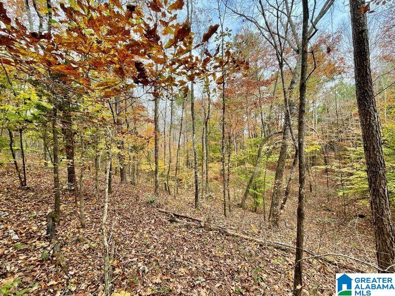 Photo 1 of 4 — 0 MJHS BONE DRY ROAD 1, WARRIOR, AL 35091