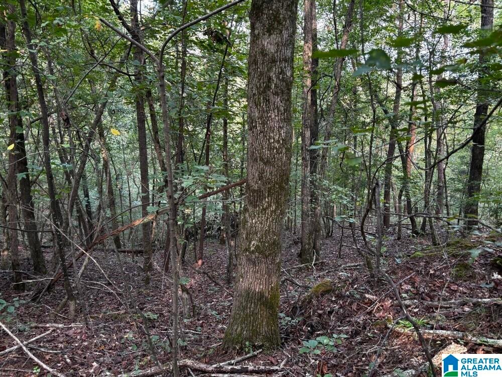 63 +/- Acres STANLEY ROAD 0
