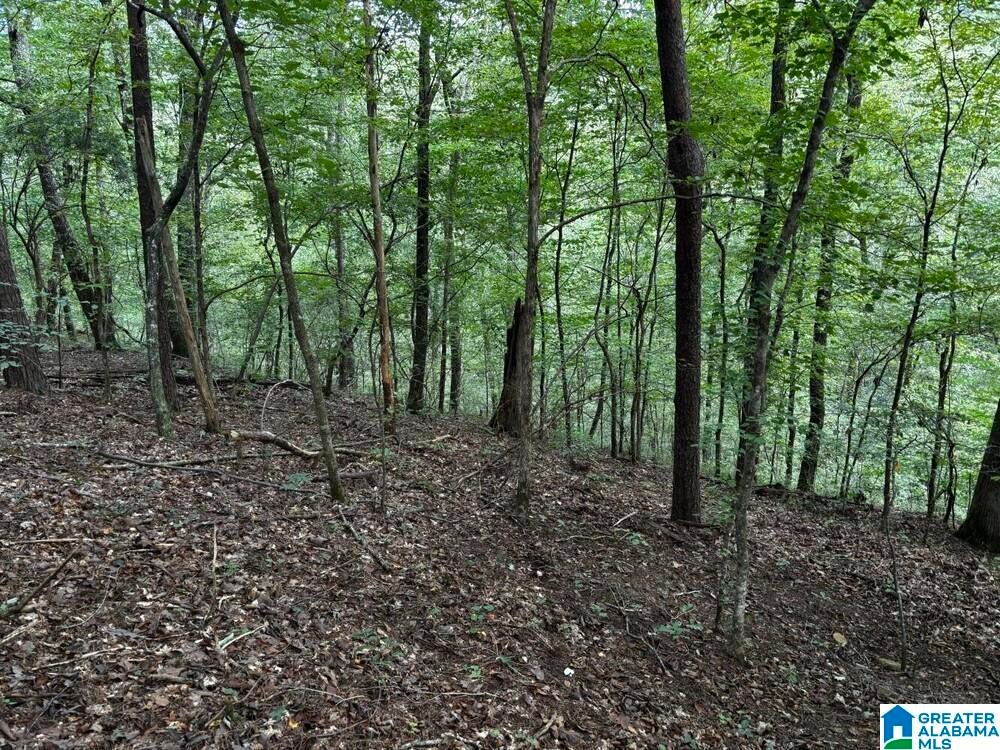 63 +/- Acres STANLEY ROAD 0