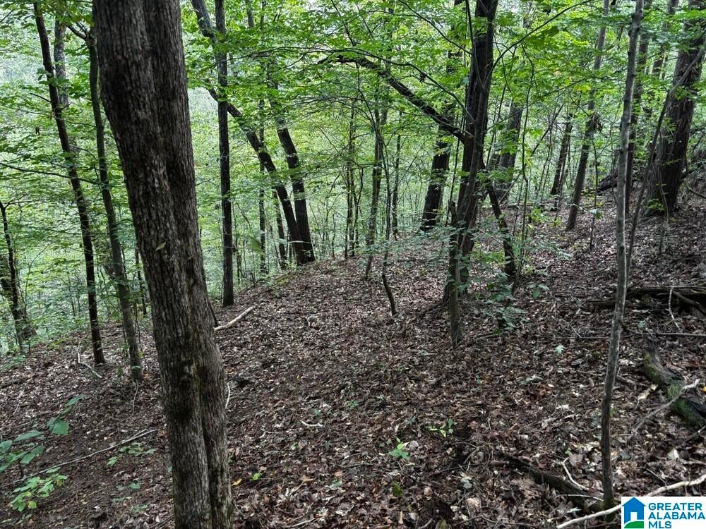63 +/- Acres STANLEY ROAD 0