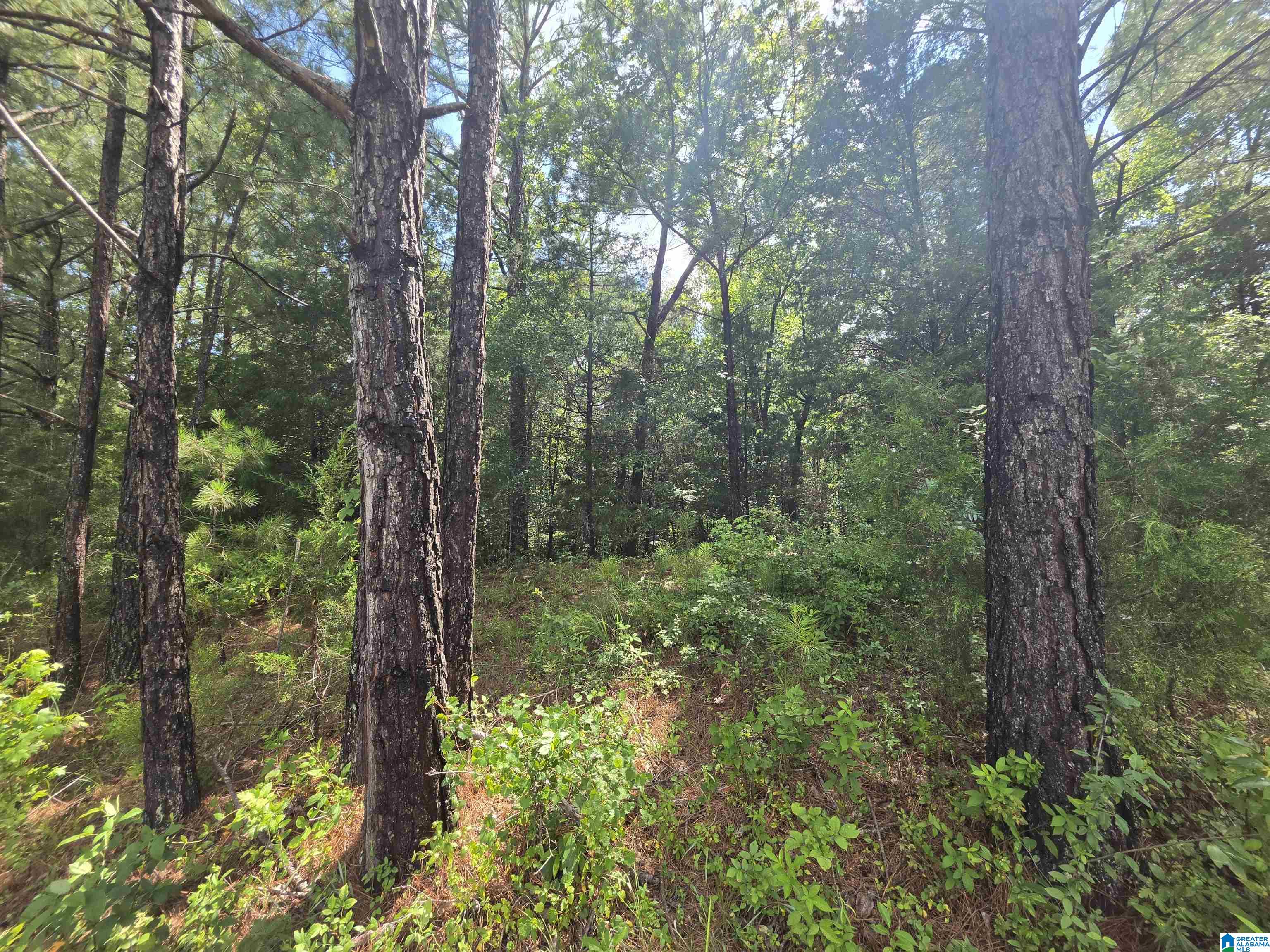 HICKORY HILL ROAD 3