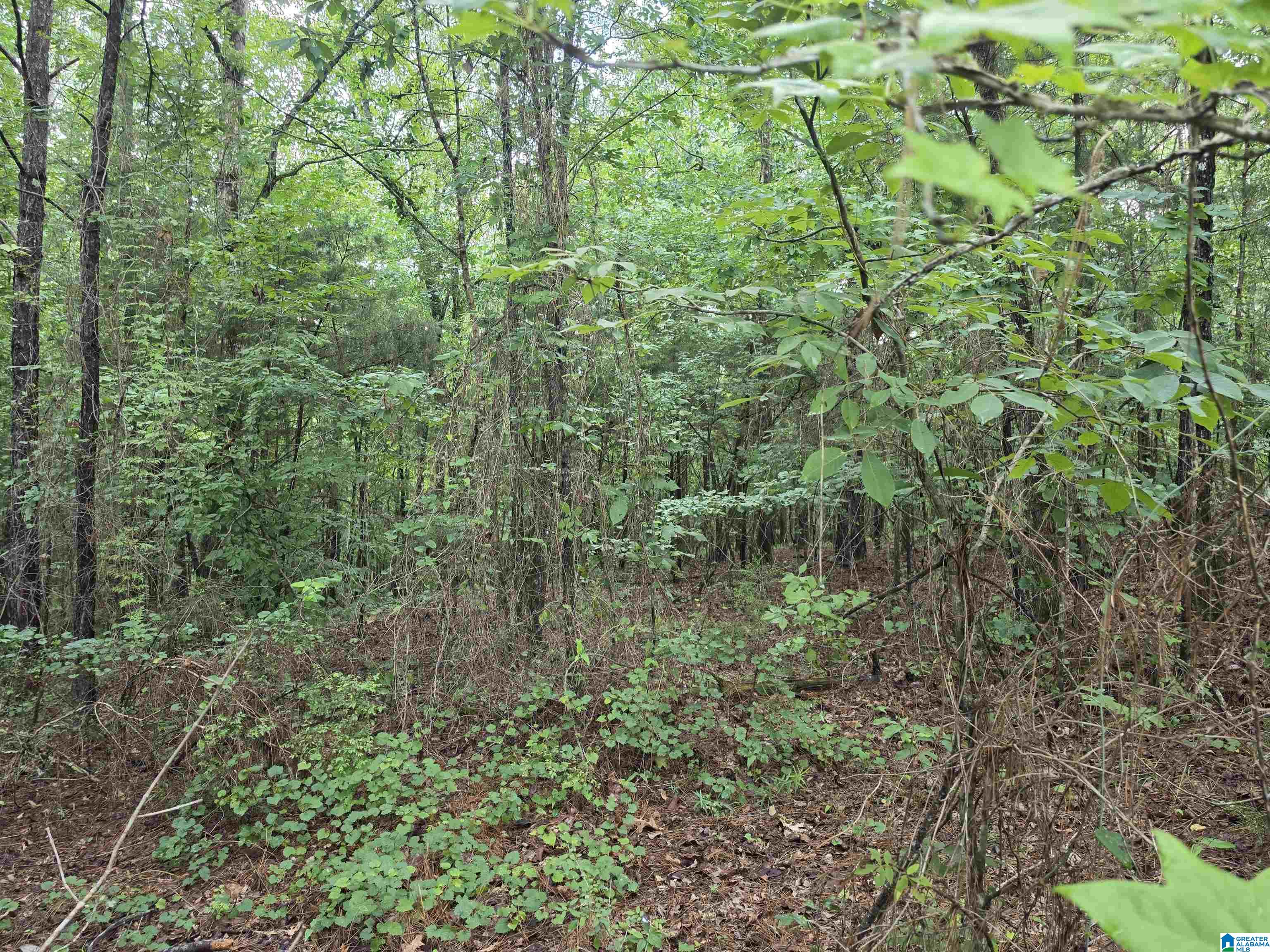 HICKORY HILL ROAD 3