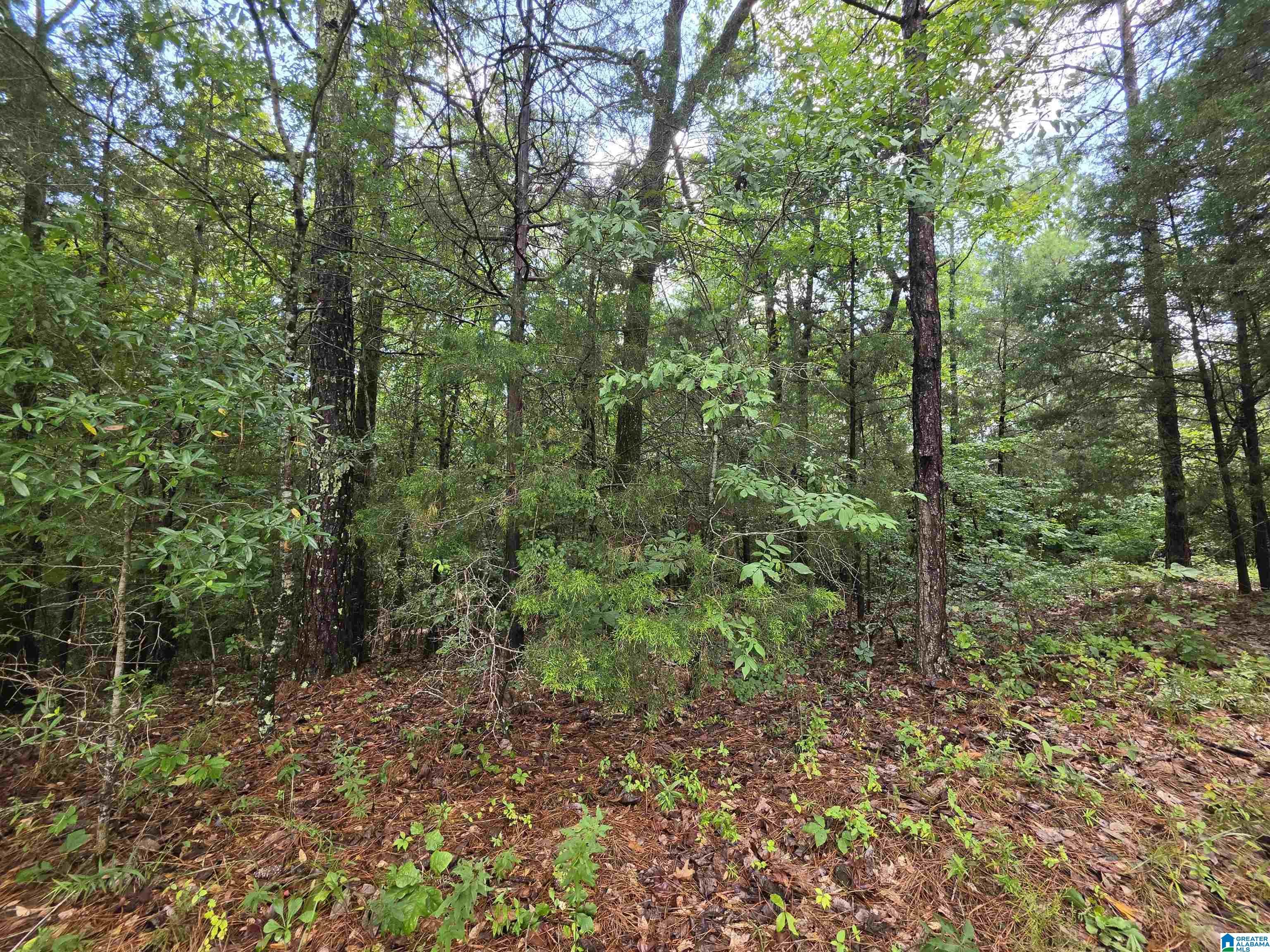 HICKORY HILL ROAD 3