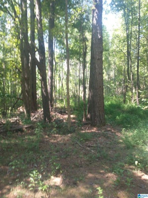 1570 COUNTY RD 41, SYLACAUGA, AL 35151 - Image c26f9e0cb2dd6830587b82340ff91dcb/2797783554