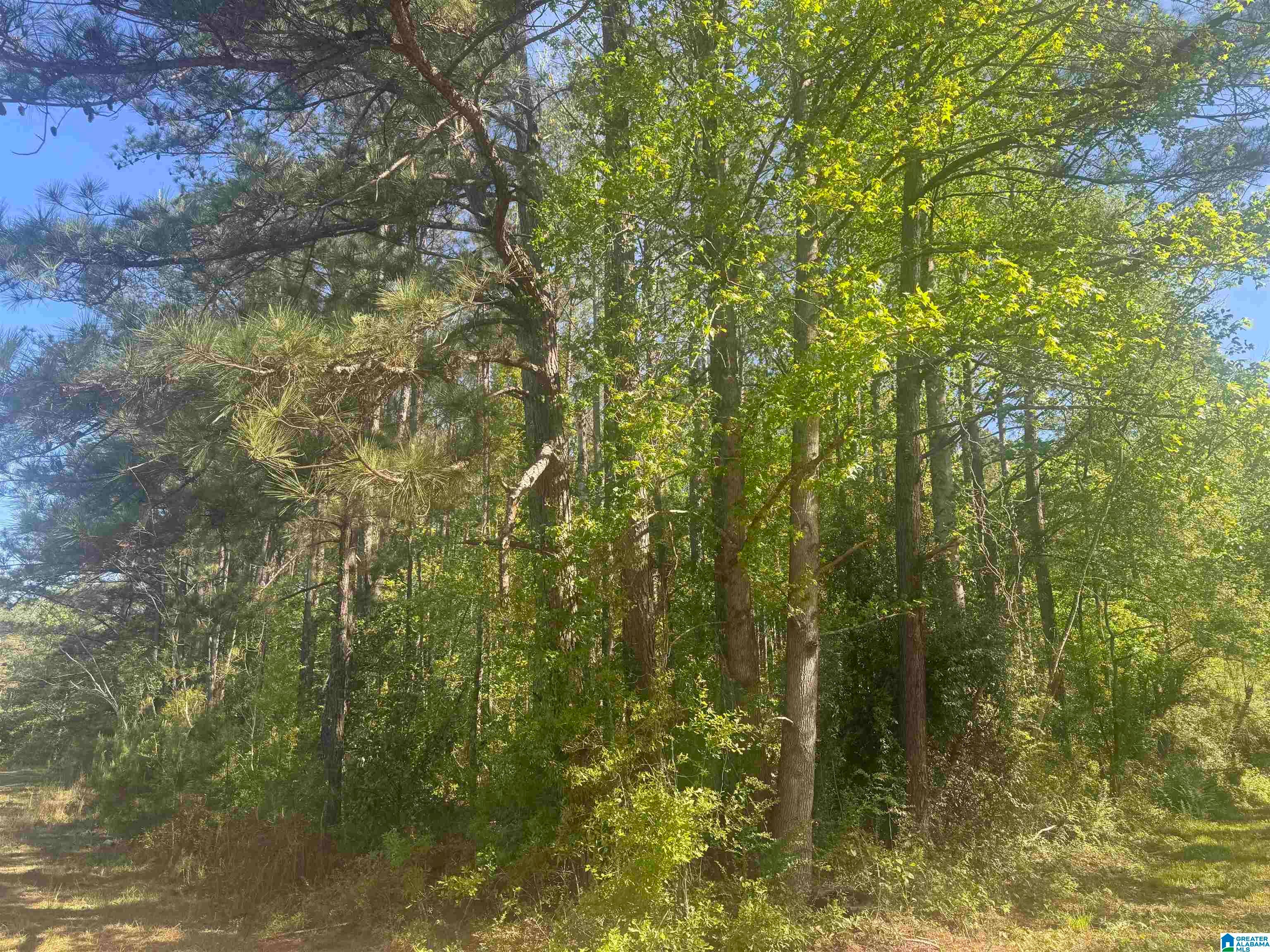 SATTERWHITE STREET 11.75+- acres