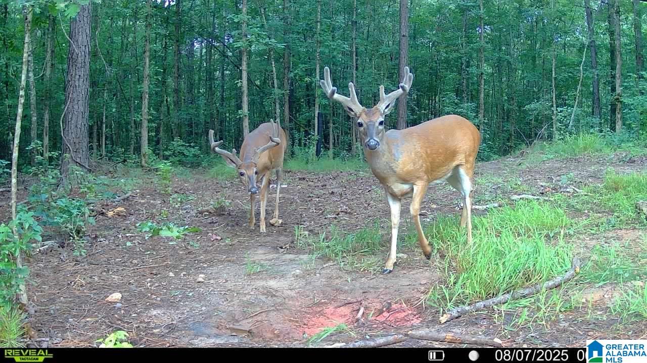 13233 AL HIGHWAY 9 0 - Photo 2