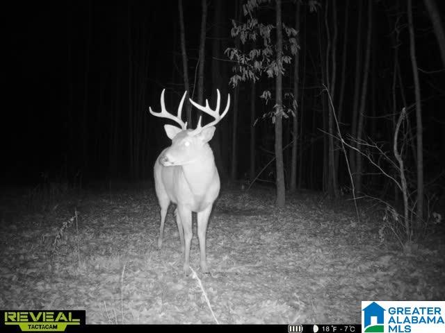 13233 AL HIGHWAY 9 0 - Photo 3