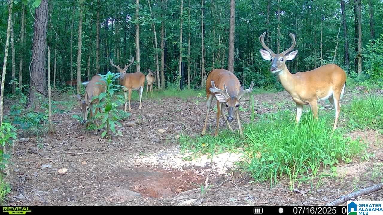 13233 AL HIGHWAY 9 0 - Photo 4