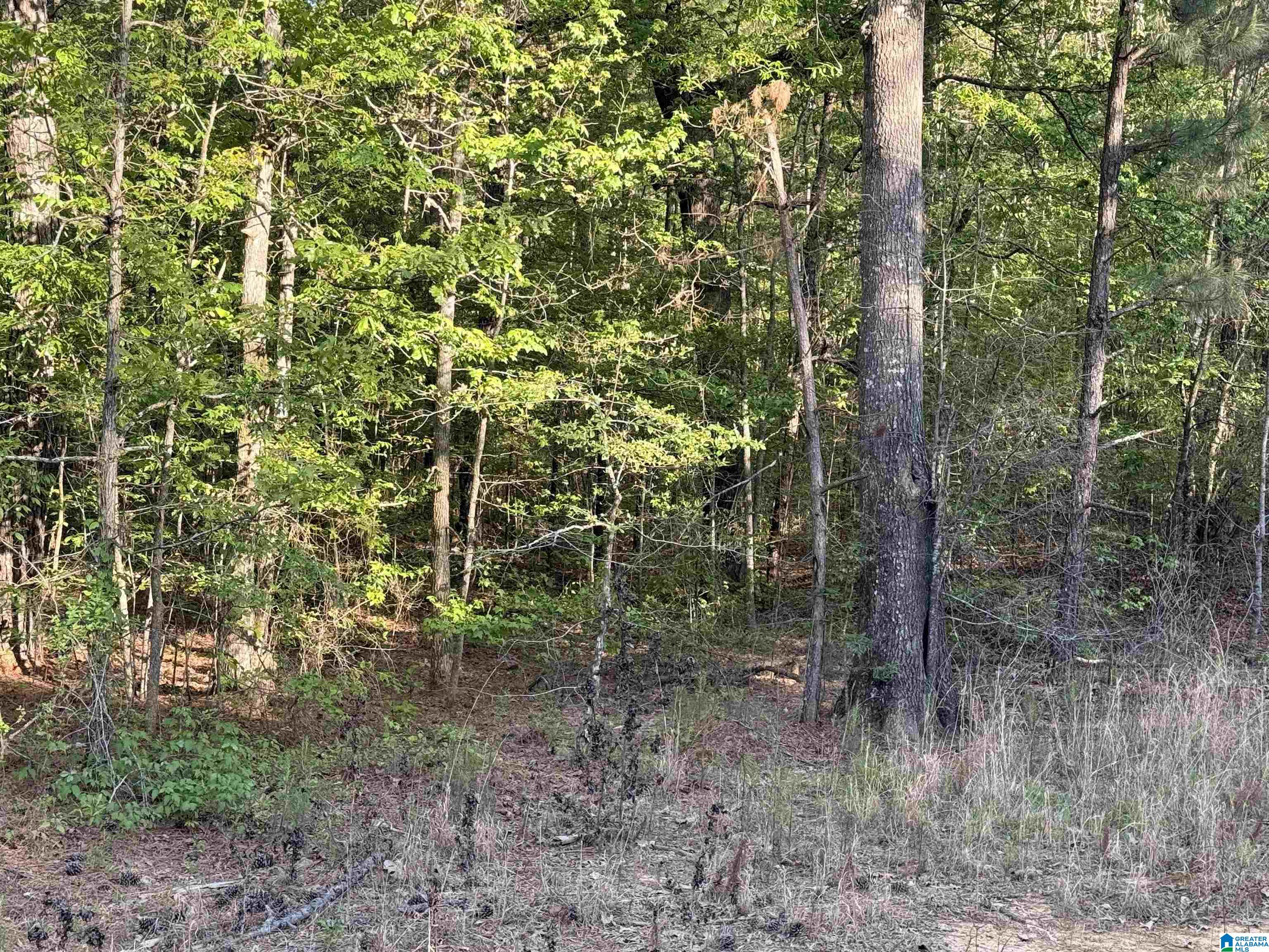 0 PINEY WOODS ROAD 3