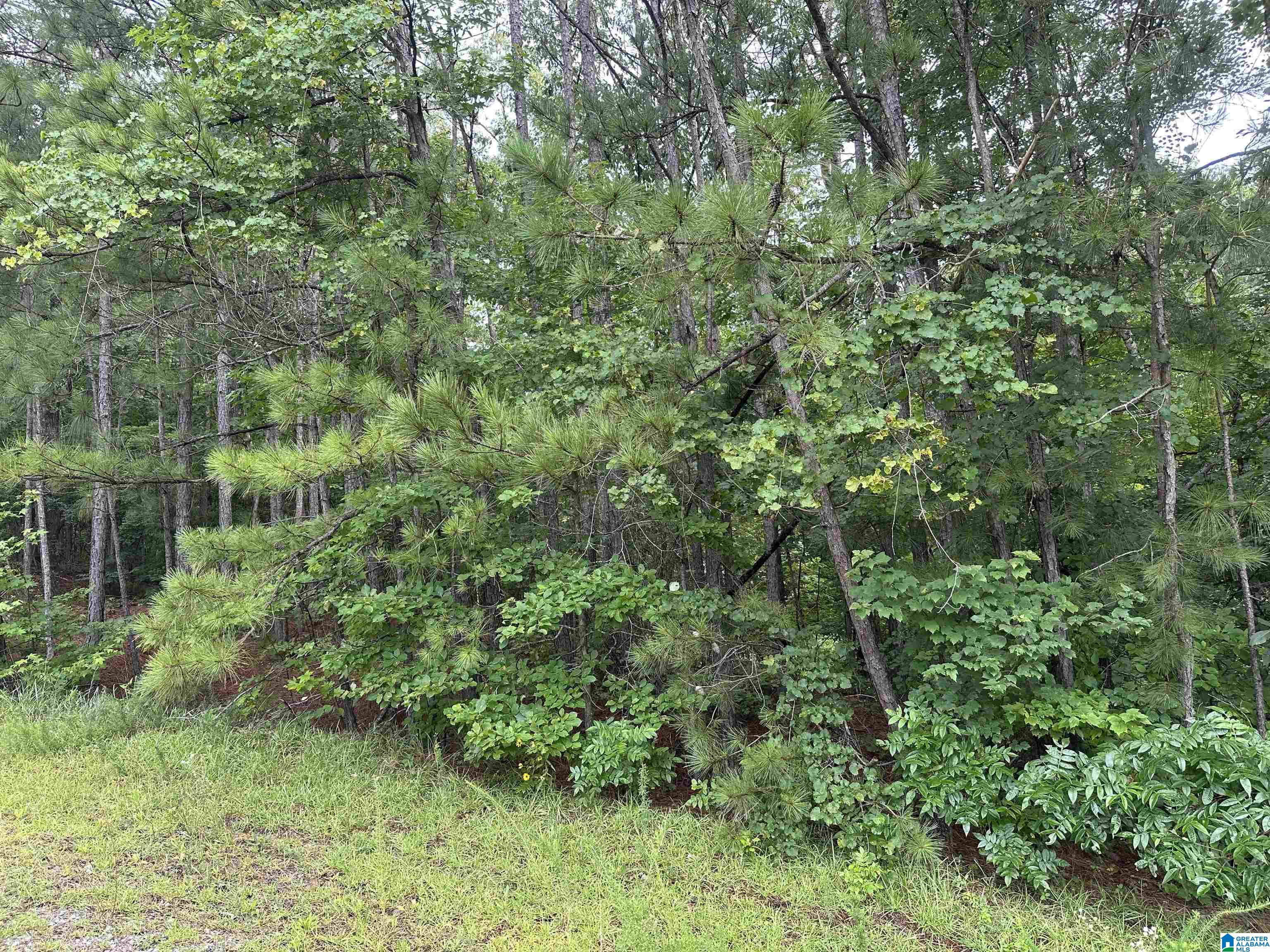 PINE VIEW DRIVE 8