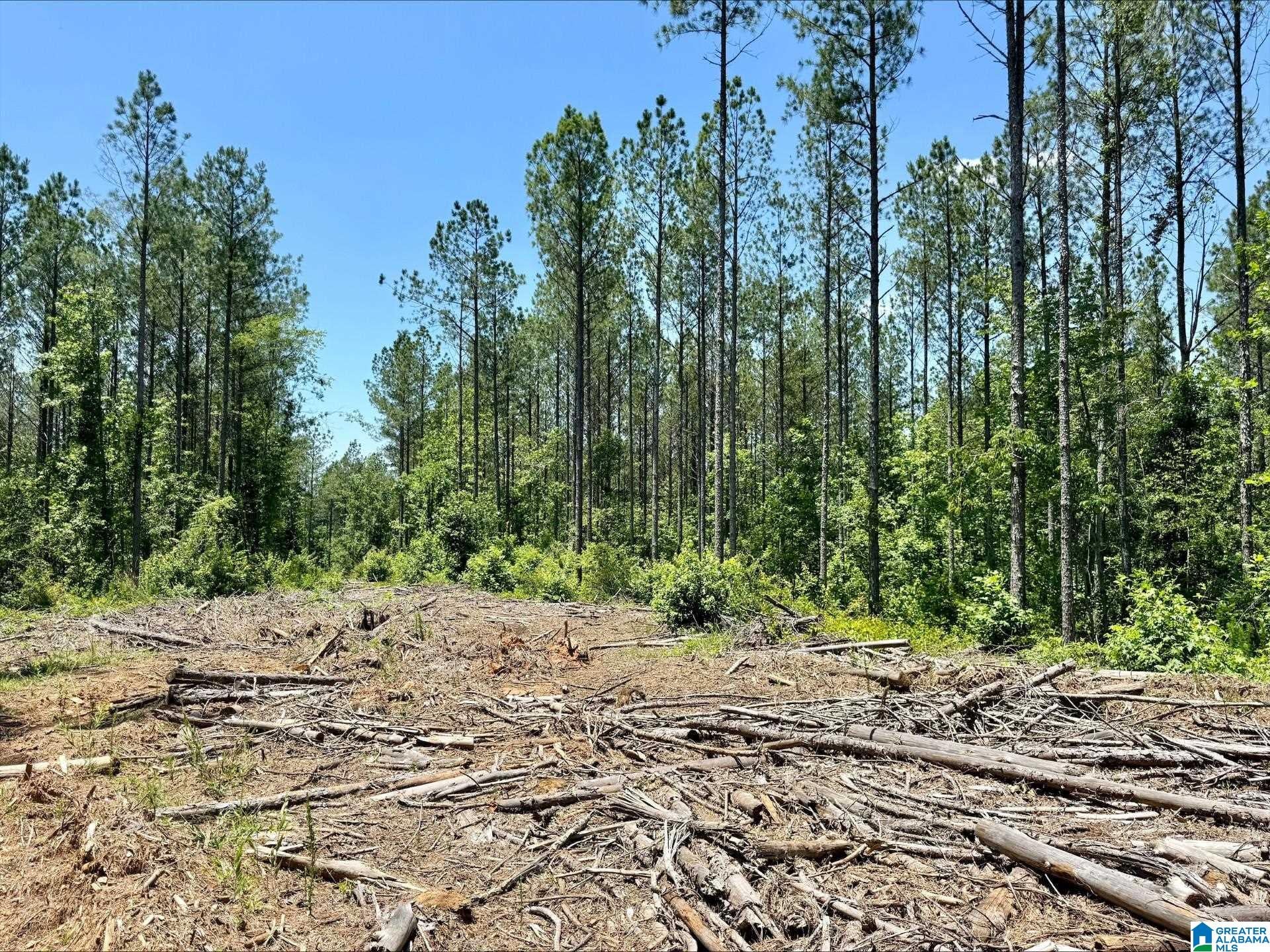 0 COUNTY ROAD 82 15 Acres