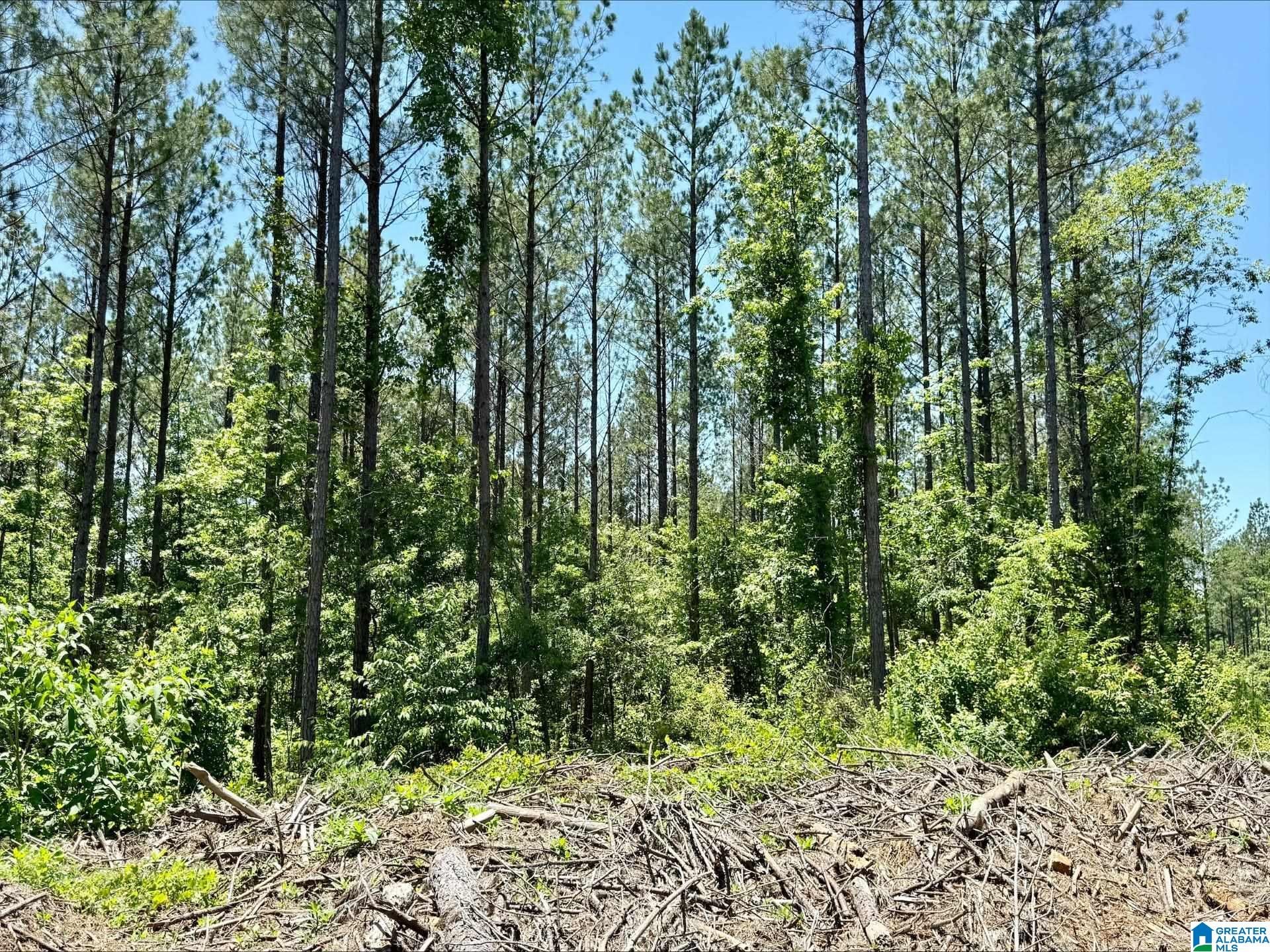 0 COUNTY ROAD 82 15 Acres