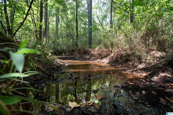 COUNTY RD 87, ROANOKE, AL 36274 - Image e7c9c7e8e9e26ab9c47bf0fef06120bb/1059629030