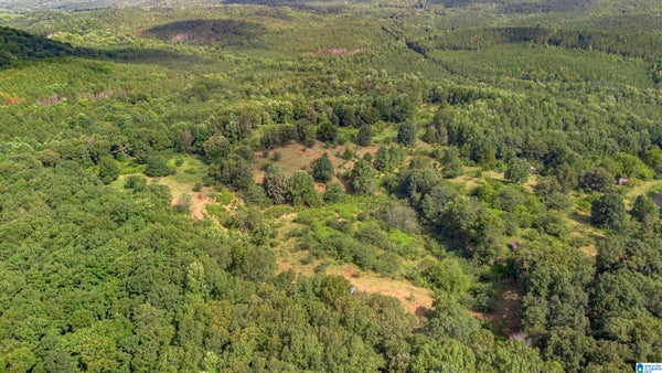 5967 COUNTY ROAD 19 # 2, HEFLIN, AL 36264 - Image eb596cd7effe94e32b70f63c810dc979/3555775500