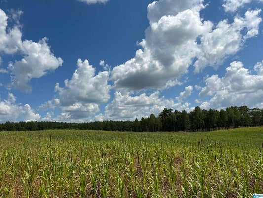 COUNTY RD 246, MOULTON, AL 35650 - Image ff72549ebe2c2e2a1f91eb0e7331fce7/721695024