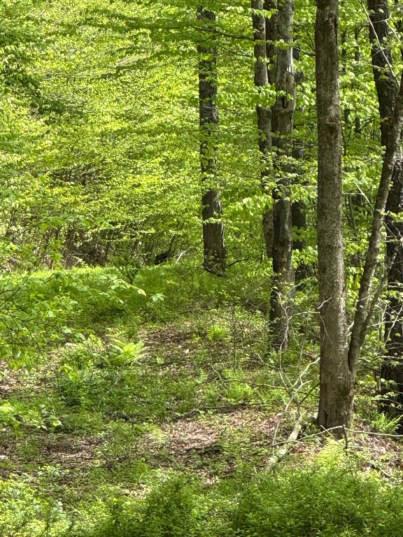 Carcass Road, Walton, New York image 6