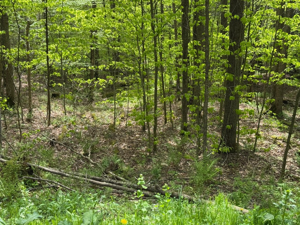Carcass Road, Walton, New York image 4