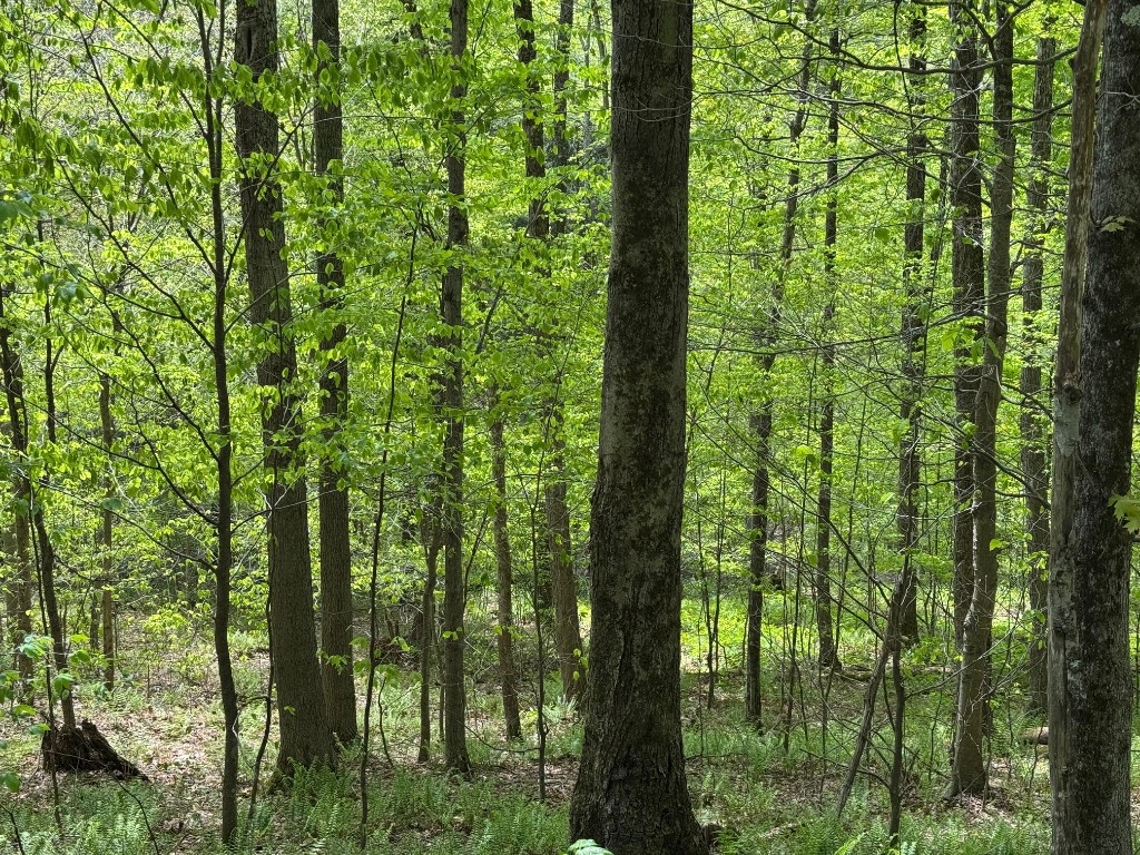 Carcass Road, Walton, New York image 5