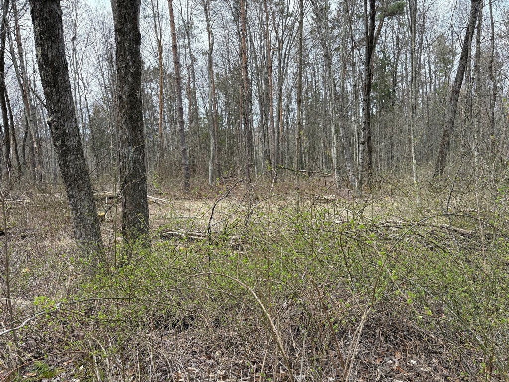 Forest Hill, Apalachin, New York image 28
