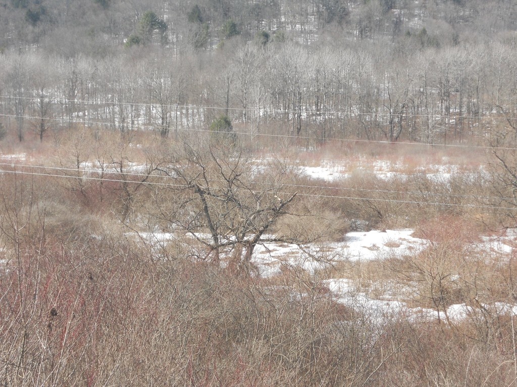 00 Prospect Road, Candor, New York image 8
