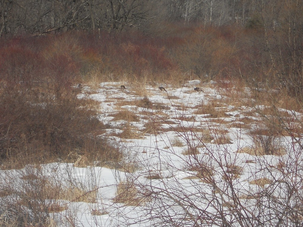 00 Prospect Road, Candor, New York image 17
