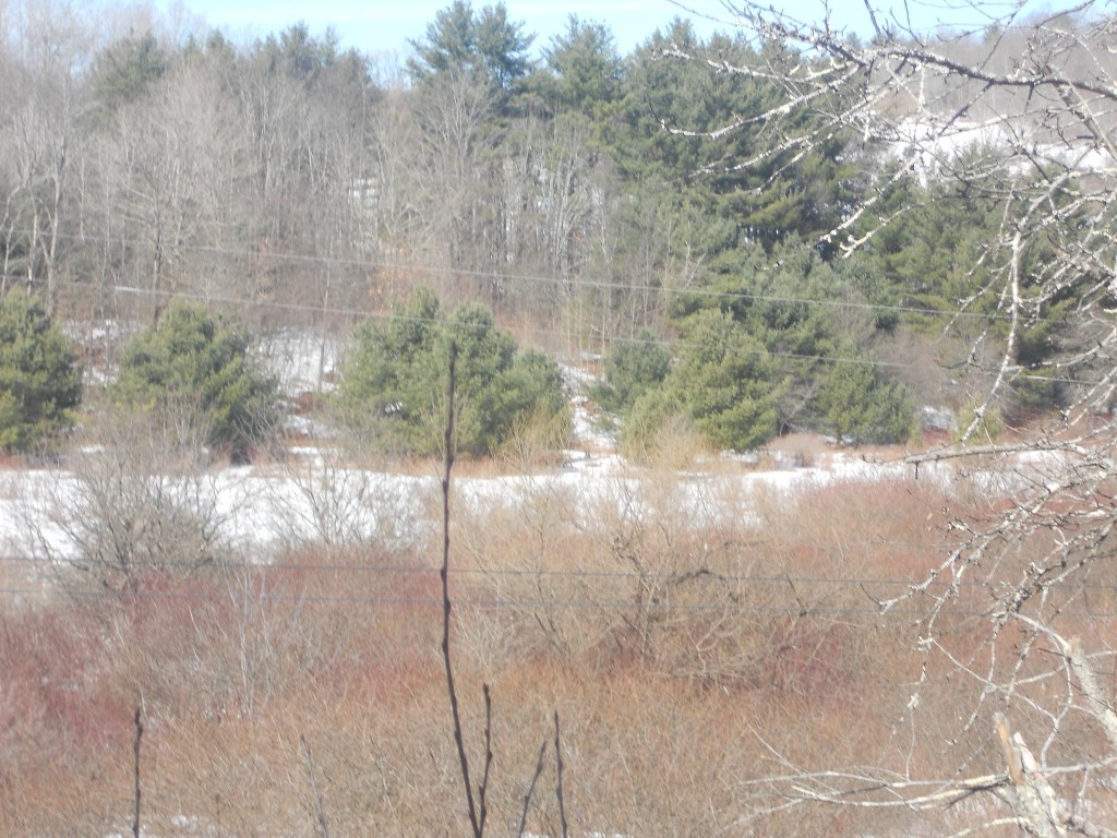 00 Prospect Road, Candor, New York image 11