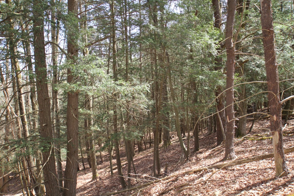 440 Costley Road, Vestal, New York image 39