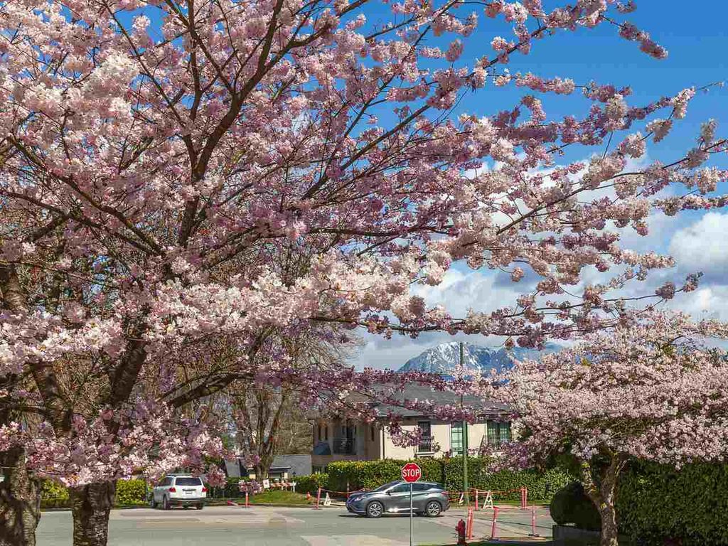 listing image 1101006716827451506