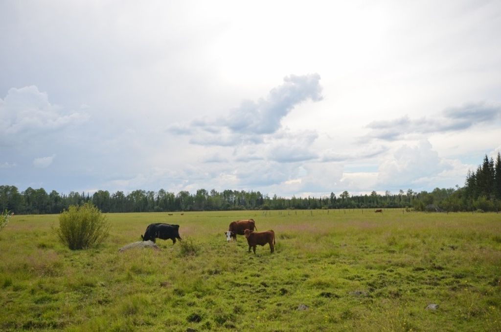 listing image 1104534646020123149