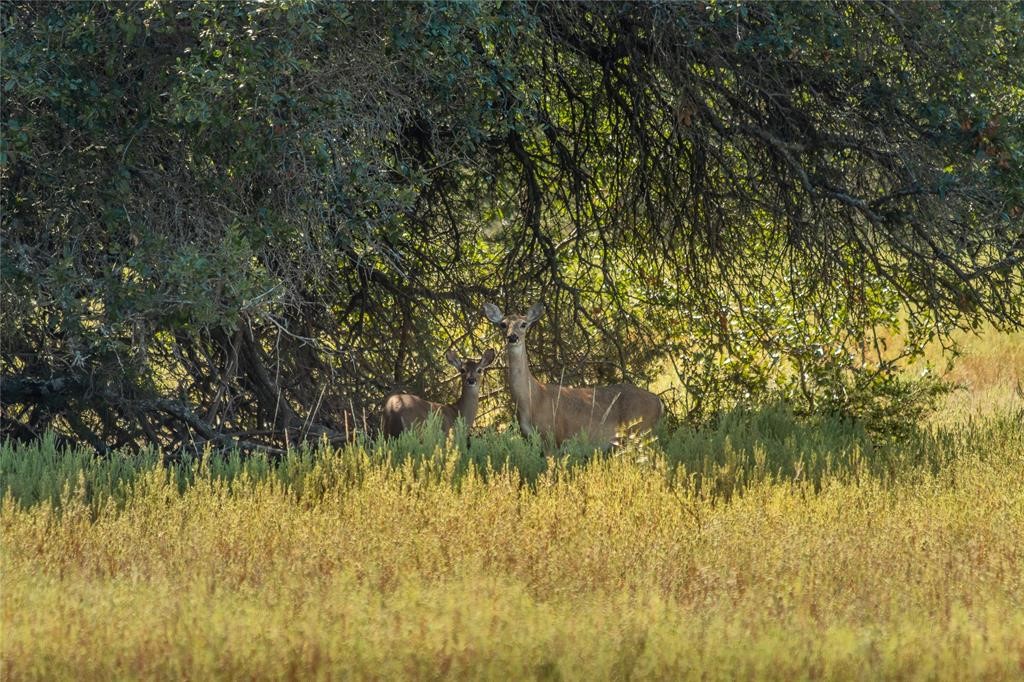 2455 County Road 2699, Lometa, Texas image 34