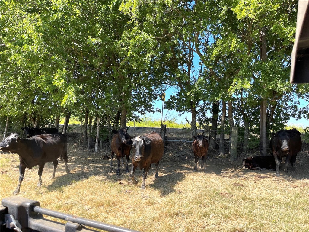 44+/- Ac. Fm 339 Road, Mount Calm, Texas image 15