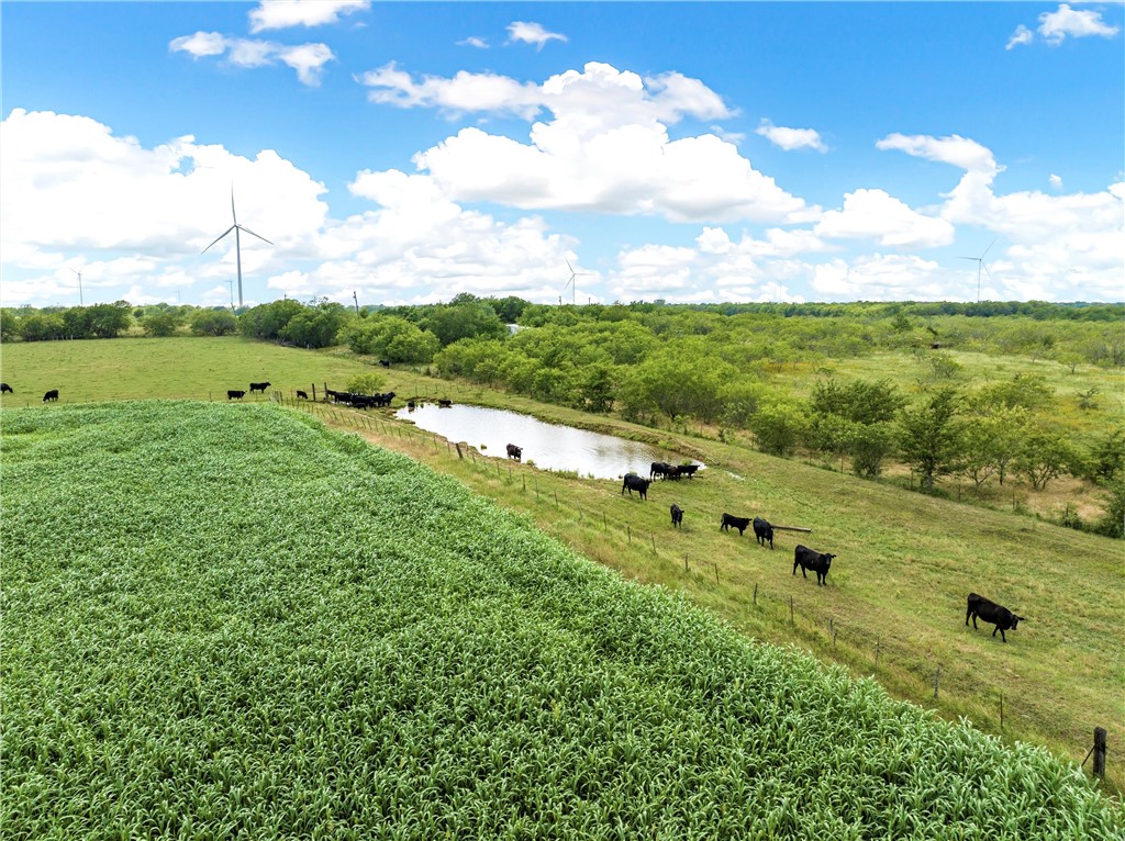 44+/- Ac. Fm 339 Road, Mount Calm, Texas image 8